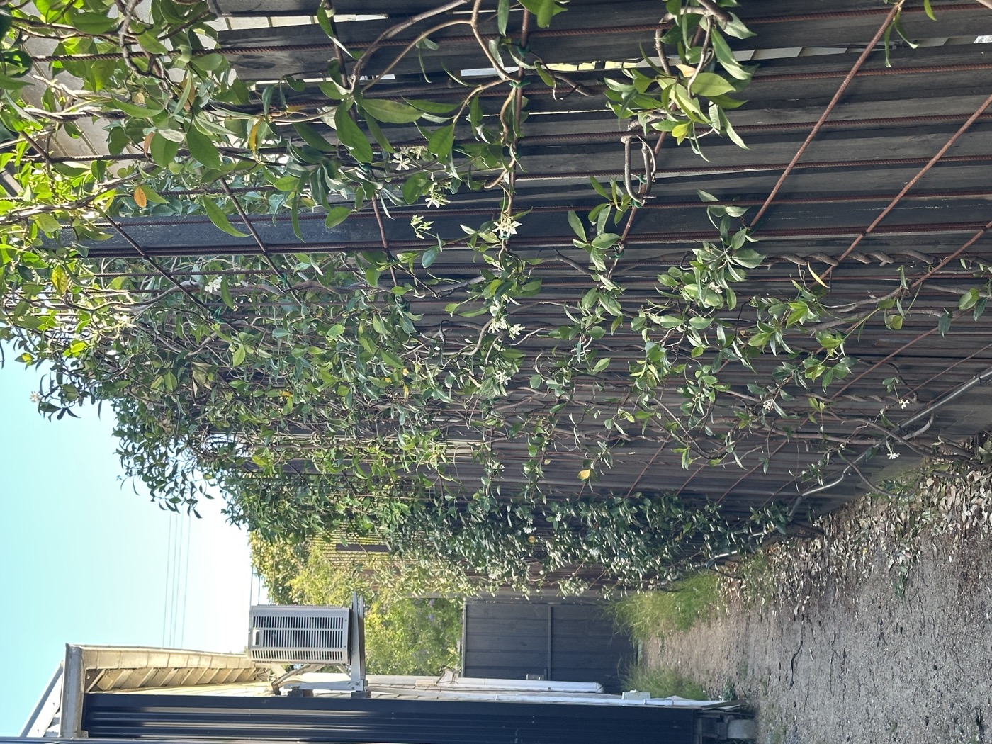 Passage with moderate regrowth