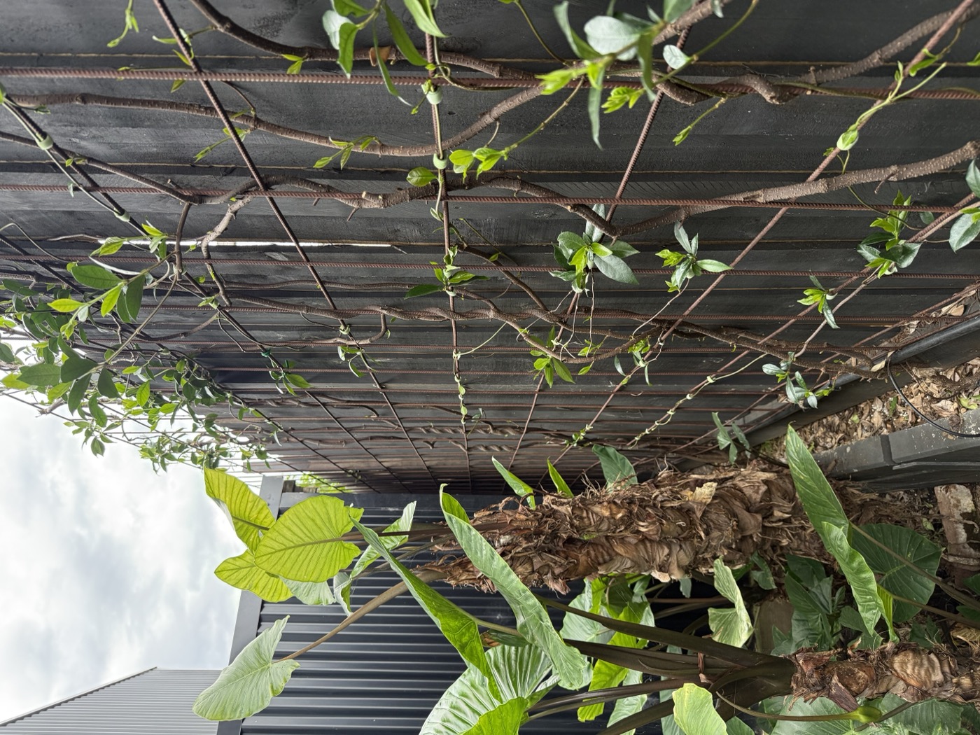 Vines threading through overhead mesh