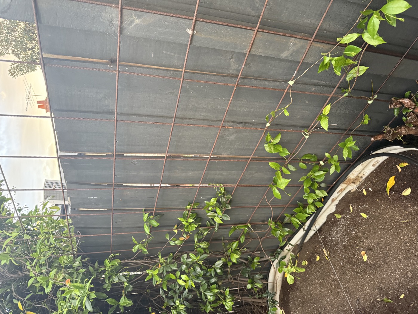 Bare trellis, one plant pushing